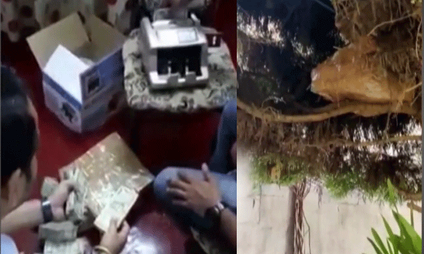കോണ്‍ഗ്രസ് നേതാവിന്റെ സഹോദരന്റെ വീട്ടില്‍ ‘പണം കായ്ക്കും മരം’ ;  വൃക്ഷത്തില്‍ ഒളിപ്പിച്ച നിലയില്‍ കണ്ടെടുത്തത് ഒരുകോടി ; ഇലക്ഷന് വേണ്ടി സൂക്ഷിച്ച പണം