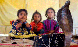 പാമ്പുകളോടൊപ്പം ഗ്രാമീണരും അധിവസിക്കുന്ന ഒരു ഗ്രാമം