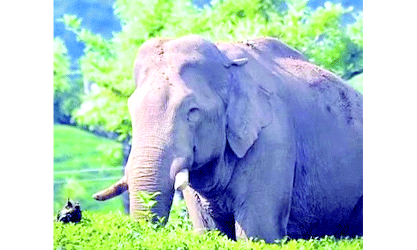 അരിക്കൊമ്പന്‍ മേഘമലയിലും കുഴപ്പമുണ്ടാക്കുന്നെന്ന് പരാതി ; വീടുകള്‍ തകര്‍ക്കുന്നു, ആളുകളെ ഉപദ്രവിക്കുന്നു; പിടികൂടി കൂട്ടിലടയ്ക്കുയല്ലാതെ മാര്‍ഗ്ഗമില്ലെന്ന് തമിഴ്‌നാട്