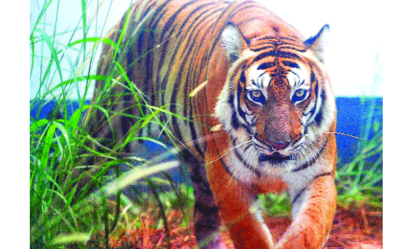 മെനു ദിവസം ഏഴു കിലോ പോത്തിറച്ചി ; തിങ്കളാഴ്ച വ്രതമാണ്, ഈ ദിവസം ഭക്ഷണം നല്‍കില്ല; കിടക്കാന്‍ ചടച്ചിമരത്തില്‍ തീര്‍ത്ത ചെറിയ കട്ടില്‍ ; വൈഗ ഇവിടെ ഹാപ്പിയാണ്