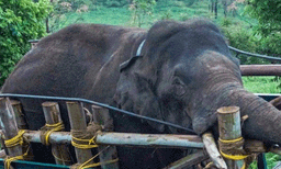 അരികൊമ്പന്‍ തമിഴ്‌നാട്ടിലും റേഷന്‍കട തകര്‍ത്തു ; ജനല്‍ തകര്‍ത്തു, അരി മോഷ്ടിക്കാനായില്ല, മടങ്ങി