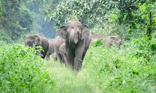 വിളഞ്ഞുകിടക്കുന്ന ചക്കകള്‍ തിന്നാന്‍ ആനക്കൂട്ടം കാടിറങ്ങി ​നാട്ടിലേക്ക് ; തീര്‍ന്നപ്പോള്‍ പ്ലാവുകള്‍ കുത്തിമറിക്കുന്നു, കോന്നിയിലെ മലയോര വാസികള്‍ക്ക് ഗതികെട്ടു