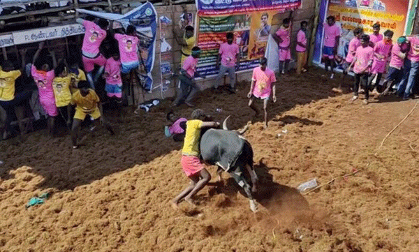 ജല്ലിക്കെട്ട് നിരോധിക്കുമോ?  സുപ്രീം കോടതി നിര്‍ണ്ണായക  വിധി  ഇന്ന്
