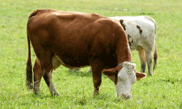 കാലികള്‍ക്ക് മേയാന്‍ സ്ഥലമില്ല ; പശുക്കളെ പാര്‍ലമെന്റ് വളപ്പില്‍ അഴിച്ചുവിട്ട് പരിസ്ഥിതി പ്രവര്‍ത്തകരുടെ പ്രതിഷേധം