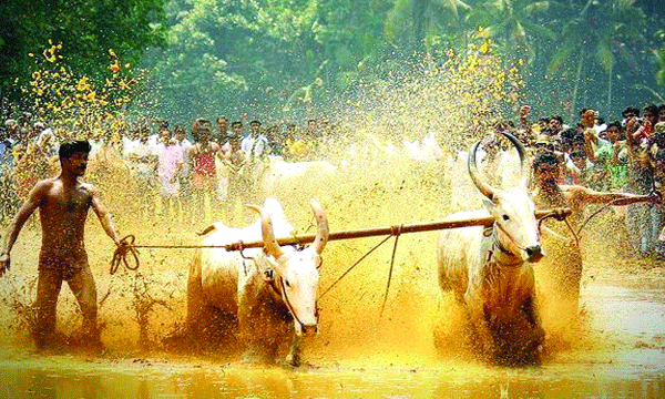തമിഴ്‌നാടിന്റെ ജല്ലിക്കെട്ടിനൊപ്പം നമ്മുടെ കാളയോട്ടവും കാളപ്പൂട്ടും രക്ഷപ്പെട്ടു ; രണ്ടും നിയമപരമായി തടയാനോ വിലക്കാനോ കഴിയല്ല ; മരമടി മൃഗപീഡനമല്ല കേരളസംസ്കൃതിയുടെ ഭാഗം