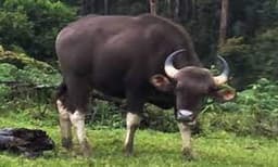 എരുമേലിയില്‍ കാട്ടുപോത്തിന്റെ ആക്രമണത്തില്‍ വയോധികന് ദാരുണാന്ത്യം; ഒരാള്‍ക്ക് ഗുരുതര പരിക്ക്