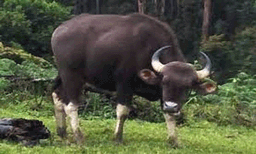 കൊലയാളി കാട്ടുപോത്തിനെ വെടിവെച്ചു കൊല്ലും ; വനംവകുപ്പും പോലീസും പദ്ധതി നടപ്പാക്കും