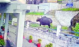 കാട്ടുപോത്ത് നടത്തിയത് വെടി കൊണ്ടതിന്റെ പരാക്രമം ; കണമലയില്‍ നായാട്ടുകാര്‍ ഇറങ്ങിയിരുന്നെന്ന് വനംവകുപ്പ്  