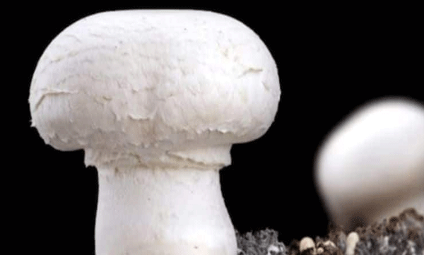 പ്ലാസ്റ്റിക് ഭക്ഷിക്കുന്ന ഫംഗസുകളെ കണ്ടെത്തി ചൈനീസ് ഗവേഷകര്‍