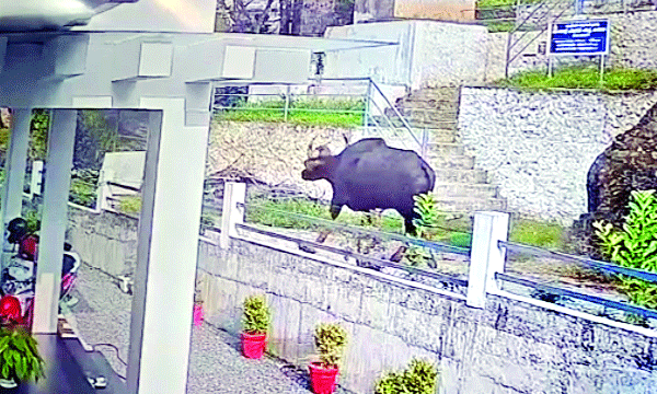 കാട്ടുപോത്തിനു വോട്ടവകാശമില്ലെന്ന് മറക്കരുതെന്ന് കാഞ്ഞിരപ്പള്ളി ബിഷപ്പ് ; വന്യജീവി ആക്രമണത്തില്‍ ഇടതിനോട് ഇടഞ്ഞ് സഭ 