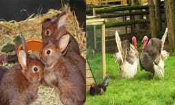 എന്റെ കേരളം മെഗാ പ്രദര്‍ശന വിപണന മേളയില്‍ മൃഗങ്ങളെ വാങ്ങാന്‍ അവസരം
