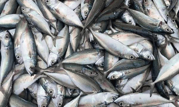 പരലും വരാലും കൂരിയും കാരിയും മുശിയെല്ലാം ഇല്ലാതായി ; മഴക്കാലം ആഘോഷമാക്കുന്ന ഊത്തപിടുത്തം ഇത്തവണ വേണ്ടെന്ന് ഫിഷറീസ് ; പിടിച്ചാല്‍ 10,000 പിഴയും ആറു മാസം തടവും