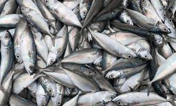 പരലും വരാലും കൂരിയും കാരിയും മുശിയെല്ലാം ഇല്ലാതായി ; മഴക്കാലം ആഘോഷമാക്കുന്ന ഊത്തപിടുത്തം ഇത്തവണ വേണ്ടെന്ന് ഫിഷറീസ് ; പിടിച്ചാല്‍ 10,000 പിഴയും ആറു മാസം തടവും