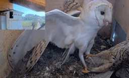 
മുട്ടകള്‍ മോഷ്ടിക്കാനെത്തിയ പക്ഷിയെ പോരാട്ടത്തിനൊടുവില്‍ തുരത്തുന്ന മൂങ്ങ