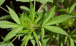 കഞ്ചാവ് ചേര്‍ത്ത ചോക്ലേറ്റ് ബിസ്‌കറ്റ് കഴിക്കാന്‍ നല്‍കി അച്ഛന്‍: 11 കാരി ഗുരുതരാവസ്ഥയില്‍ 