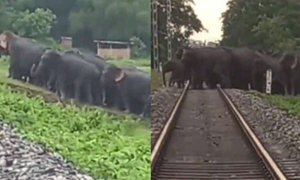റെയില്‍ പാളം മുറിച്ചുകടക്കാന്‍ ആനകള്‍ക്ക് പുതിയ സംവിധാനം ഒരുക്കി അസം: വീഡിയോ വൈറല്‍ 
