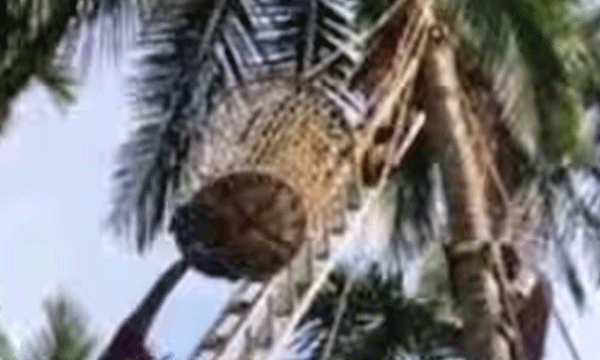 തേങ്ങ തലയില് വീണ് മെഷീനിൽ നിന്നും കാൽ വഴുതി തല കീഴായി കിടന്നു; സഹതൊഴിലാളി കയര്കൊണ്ട് കെട്ടിയിട്ടു ; ഫയര്ഫോഴ്സ് രക്ഷിച്ചു