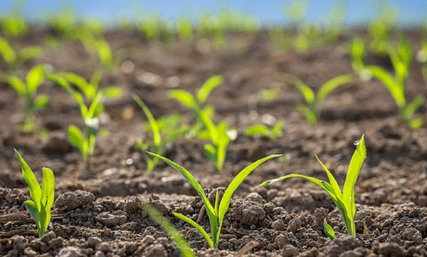 പശ്ചിമഘട്ടത്തില്‍ ജലം ഇല്ലാതെ ജീവിക്കുന്ന 62 ഇനം സസ്യങ്ങള്‍: പുതിയ കണ്ടെത്തലുമായി ഗവേഷകര്‍