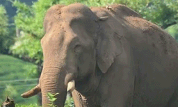 അരിക്കൊമ്പനെ  കാട്ടില്‍ വിടണമെന്ന് മദ്രാസ് ഹൈക്കോടതി; ഉത്തരവ് ആനയുടെ ആരോഗ്യനില പരിഗണിച്ച് 
