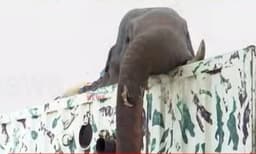 അനിശ്ചിതത്വം അവസാനിച്ചു; അരിക്കൊമ്പനെ മുത്തുക്കുളി വനത്തില്‍ തുറന്നുവിട്ടു