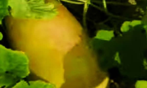 തണ്ണിമത്തന്റെയും കണിവെള്ളരിയുടെയും വിത്ത് സംയോജിപ്പിച്ച് പുതിയ ഇനം വെള്ളരിയുമായി ശുഭകേശന്‍
