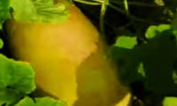 തണ്ണിമത്തന്റെയും കണിവെള്ളരിയുടെയും വിത്ത് സംയോജിപ്പിച്ച് പുതിയ ഇനം വെള്ളരിയുമായി ശുഭകേശന്‍
