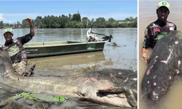 മുക്കാല്‍ മണിക്കൂര്‍ നീണ്ട പരിശ്രമത്തിനൊടുവില്‍ 9 അടി വലിപ്പമുള്ള മത്സ്യത്തെ പിടികൂടി 


