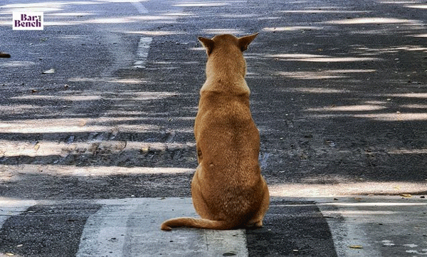 നാഗാലാൻഡിൽ പട്ടിയിറച്ചി വില്പന നിരോധനം നീക്കി; ഗുവാഹത്തി ഹൈക്കോടതി