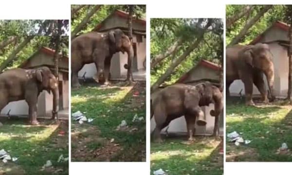 യാരിത്... ചക്ക കൊമ്പനോ
