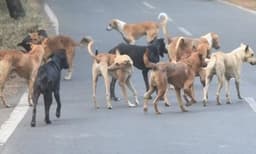 സംസ്ഥാനത്ത് തെരുവുനായ ആക്രമണം; കണ്ണൂരില്‍ അഞ്ചാം ക്ലാസ് വിദ്യാര്‍ത്ഥിക്ക് കടിയേറ്റു

