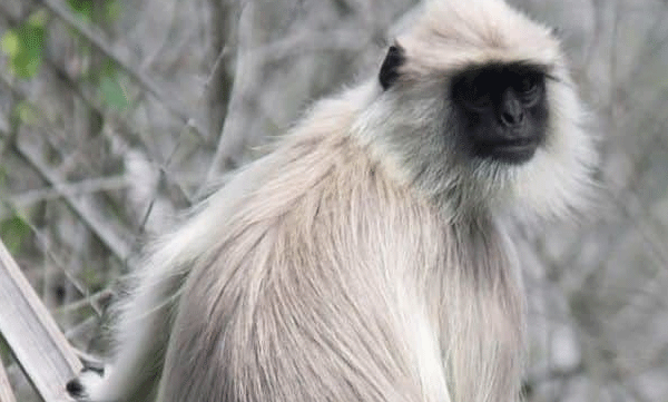 തിരുവനന്തപുരം മൃഗശാലയില്‍ നിന്ന് ആ​‍ക്രമണ സ്വഭാവമുള്ള ഹനുമാന്‍ കുരങ്ങ് പുറത്തുചാടി; പ്രദേശത്ത് ജാഗ്രതാ നിര്‍ദ്ദേശം