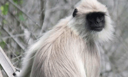 തിരുവനന്തപുരം മൃഗശാലയില്‍ നിന്ന് ആ​‍ക്രമണ സ്വഭാവമുള്ള ഹനുമാന്‍ കുരങ്ങ് പുറത്തുചാടി; പ്രദേശത്ത് ജാഗ്രതാ നിര്‍ദ്ദേശം