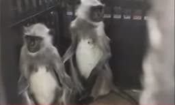 തിരുവനന്തപുരം മൃഗശാലയില്‍ നിന്ന് ചാടിപ്പോയ ഹനുമാന്‍ കുരങ്ങിനെ കണ്ടെത്തി