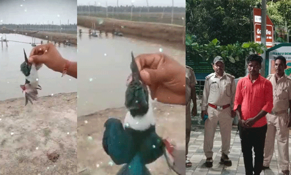 വിനോദത്തിനായി പൊന്മാനെ പിടികൂടി ശ്വാസം മുട്ടിച്ച്  ക്രൂരത: യുവാവ് അറസ്റ്റില്‍ 