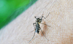 സംസ്ഥാനത്ത് ഡെങ്കിപ്പനി  പിടിമുറുക്കുന്നു; രോഗം സ്ഥിരീകരിച്ചത് 877 പേർക്ക്