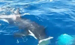 
ബോട്ടിനെ നിര്‍ത്താതെ പിന്തുടര്‍ന്ന് കൊലയാളി തിമിംഗലം: ഞെട്ടിപ്പിക്കുന്ന വീഡിയോ വൈറല്‍ 