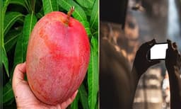 ഫാമിലെ മാമ്പഴങ്ങളുടെ ചിത്രങ്ങള്‍ സോഷ്യല്‍ മീഡിയയില്‍ പോസ്റ്റ് ചെയ്തു; പിന്നാലെ 2.5 ലക്ഷം രൂപ വിലയുള്ള മാമ്പഴം മോഷണം പോയി
