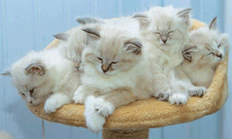 84 കാരിയുടെ 20 കോടി സ്വത്തുക്കളുടെ അവകാശികള്‍ ഇനി ഈ പൂച്ചകള്‍  

