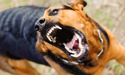 അക്രമികളായ തെരുവുനായ്ക്കളെ കൊല്ലുന്നതില്‍ ഉന്നതതല യോഗത്തിലും തീരുമാനമായില്ല 
