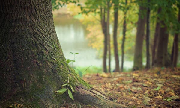 75 വയസിനു മുകളില്‍ പ്രായമുള്ള മരങ്ങളെ സംരക്ഷിക്കാന്‍ 'ഹരിയാനയില്‍ പ്രാണ്‍ വായു ദേവതാ പെന്‍ഷന്‍ സ്‌കീം'
