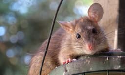 കടയില്‍ നിന്ന് സ്ഥിരമായി പണം മോഷ്ടിക്കുന്നു ;  മാളത്തിലെ 1500രൂപയ്‌ക്കൊപ്പം പിടികൂടിയത് കുഞ്ഞന്‍ എലി കള്ളനെ