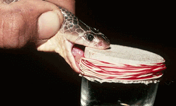 രഹസ്യവിവരം കിട്ടി ലോഡ്ജില്‍ റെയ്ഡ് ; പോലീസ് പൊക്കിയത് ഫ്‌ളാസ്‌ക്കില്‍ ഒഴിച്ച രണ്ടുകോടിയുടെ പാമ്പിന്‍വിഷം; മുതിര്‍ന്ന പൗരന്മാര്‍ പിടിയില്‍