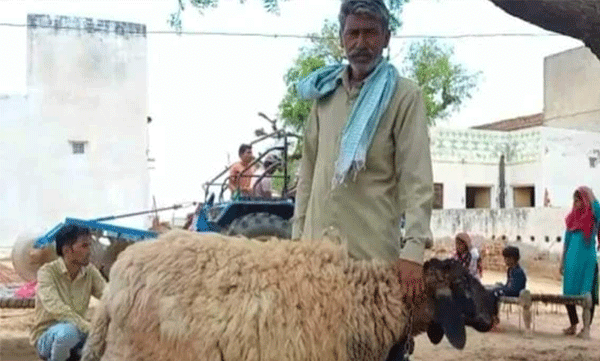 ഒരു കോടിയോളം വാഗ്ദാനം ചെയ്ത് നാട്ടുകാര്: ആടിനെ വില്ക്കില്ലെന്ന് ഉടമ