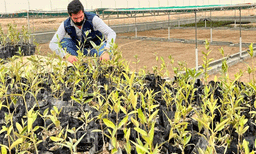 കാലാവസ്ഥാ പ്രതിസന്ധി: കണ്ടല്‍ച്ചെടികള്‍ നട്ട് ഇറാഖ് 

