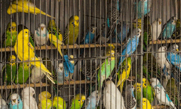 പക്ഷി മൃഗാദികളുടെ വില്‍പ്പനയ്ക്ക് ലൈസന്‍സ് നിര്‍ബ്ബന്ധമാക്കുന്നു ; വീടുകളിലും ഇടുങ്ങിയ മുറികളിലും മൃഗങ്ങളെയും പക്ഷികളെയും വളര്‍ത്തുകയും സൂക്ഷിക്കുകയും ചെയ്യുന്നവര്‍ക്ക് പണികിട്ടും 