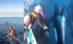 
തന്റെ അമ്മയെ രക്ഷിക്കാന്‍ മനുഷ്യരുടെ സഹായം തേടിയെത്തി തിമിംഗലക്കുഞ്ഞ്