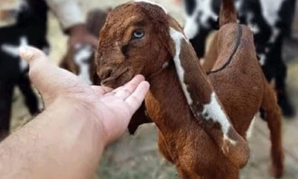 ഛത്തീസ്ഗഡില്‍ ബലി നല്‍കിയ ആടിന്റെ കണ്ണ് ഭക്ഷിക്കുന്നതിനിടെ തൊണ്ടയില്‍ കുടുങ്ങി;   ഒരാള്‍ മരിച്ചു