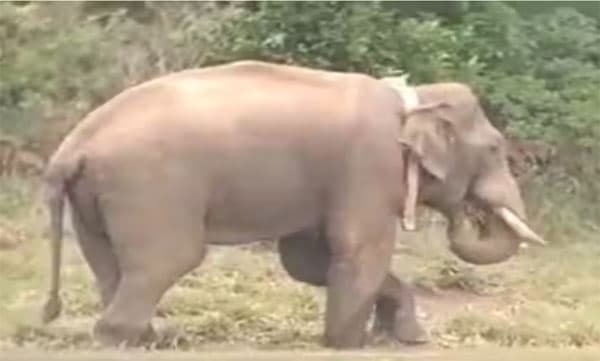 അരിക്കൊമ്പന്‍ വിഷയം: ഹര്‍ജിക്കാര്‍ക്ക് 25,000 പിഴയിട്ട് സുപ്രീം കോടതിയുടെ മയക്കുവെടി