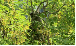 
മൃഗശാലയില്‍ നിന്ന് ചാടിപ്പോയ ഹനുമാന്‍ കുരങ്ങിനെ പിടികൂടി