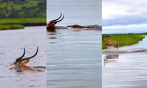 Deer escapes from Crocodile (Image Source: Instagram)